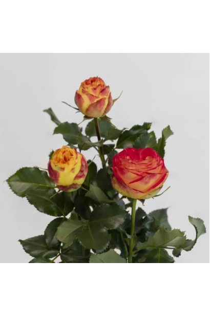 Букет троянд сорту Vulcanica 